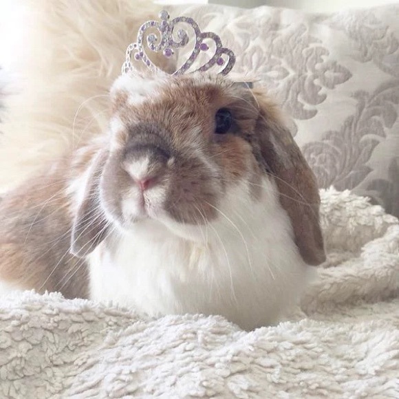 bunnyfrosting